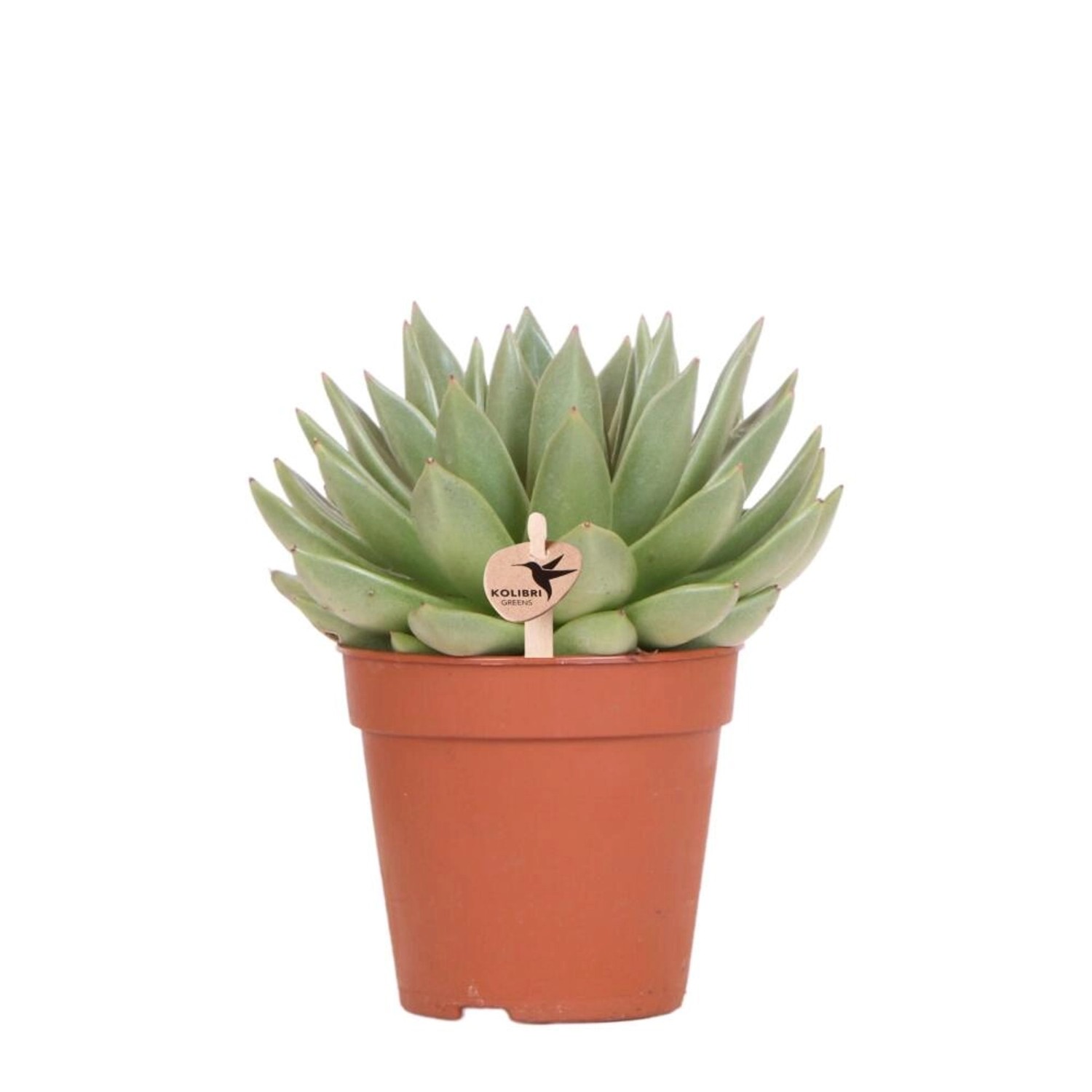 Kolibri Green Kolibri Greens Grünpflanze Sukkulente Echeveria Miranda Topfgröße 12cm Grüne Zimmerpflanze Frisch Vom Züchter