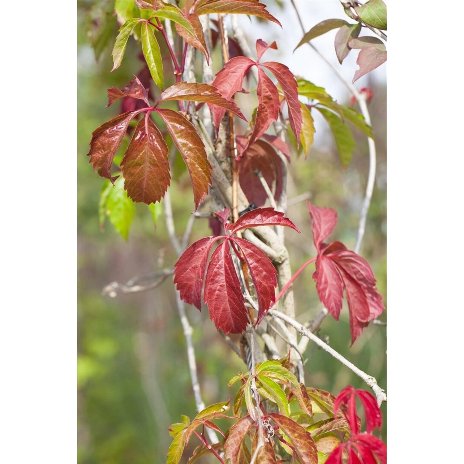 Parthenocissus Quinquefolia Engelmannii Wilder Wein 40–60 cm
