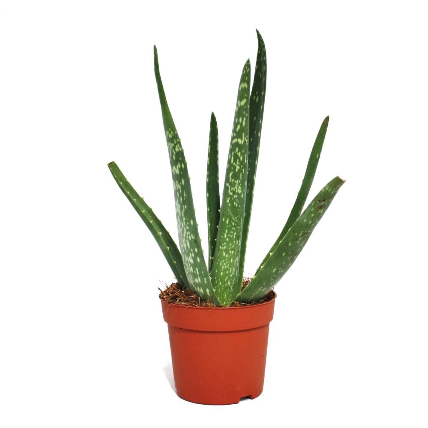 Exotenherz Aloe Vera ca. 2 Jahre Alt 10,5cm Topf