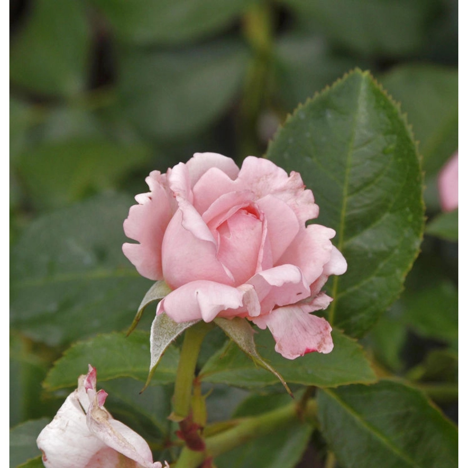 Delbard Rose La Rose de Molinard 30-60cm
