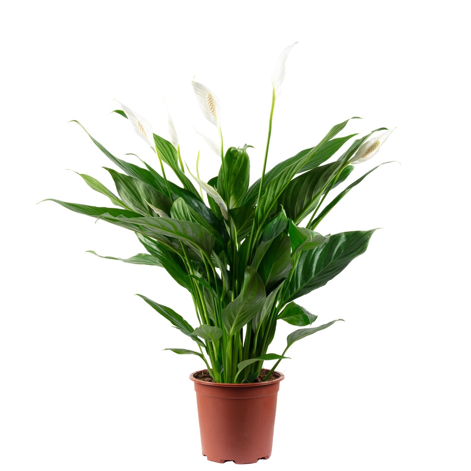 Value Greens Einblatt 4-8 Blüten/Knospen  Luftreinigendes  Spathiphyllum   Höhe ca. 70 cm  Topf-Ø 17 cm