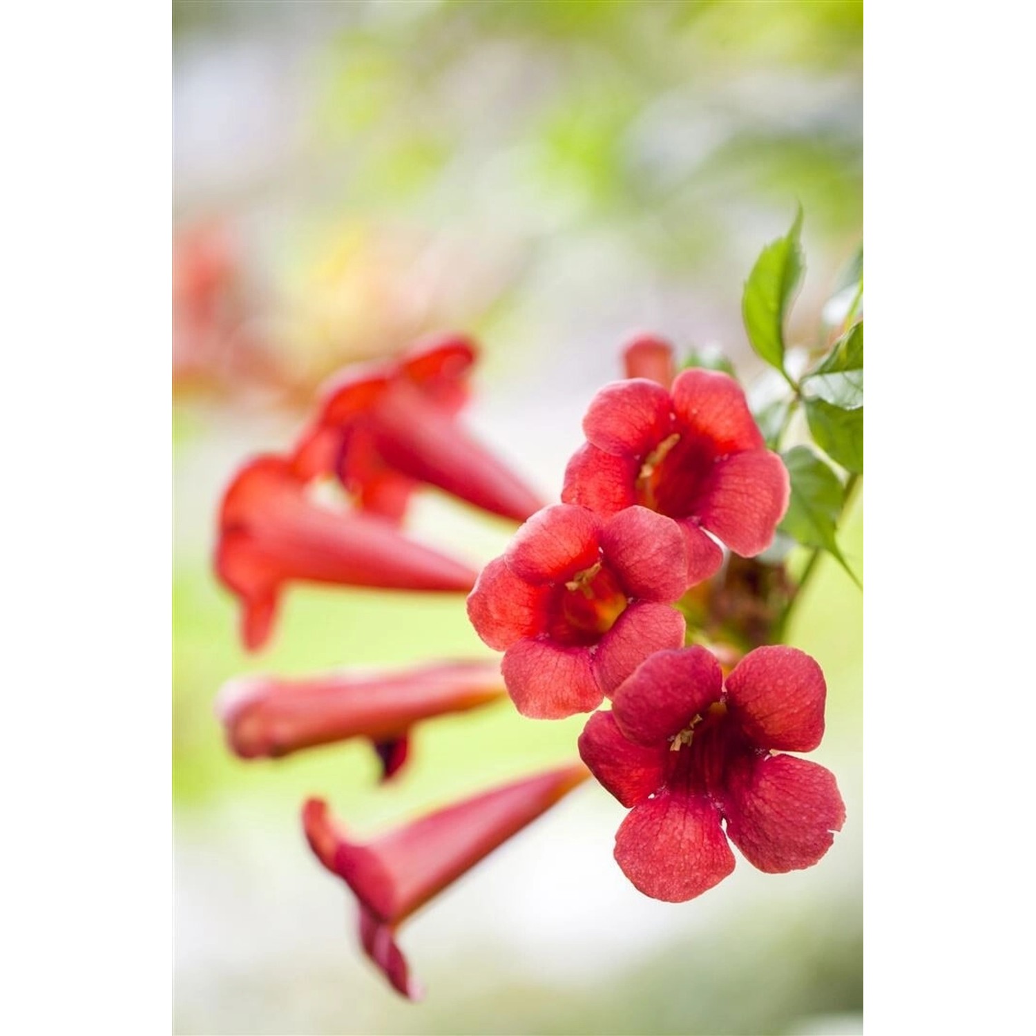 Campsis Radicans Fire Trumpet Trompetenblume Orange-Rot 80–100 cm