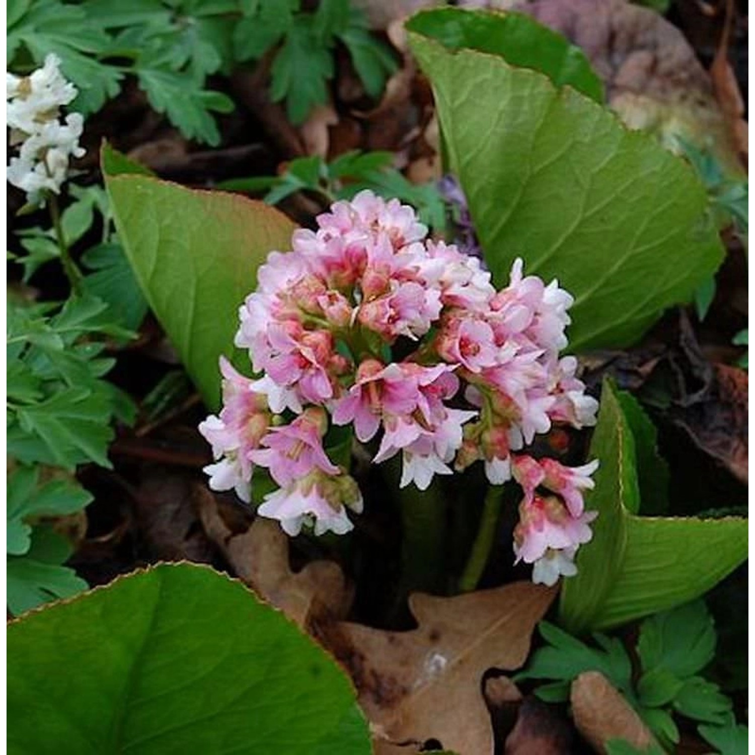 Bergenie Baby Doll - Bergenia  cordifolia