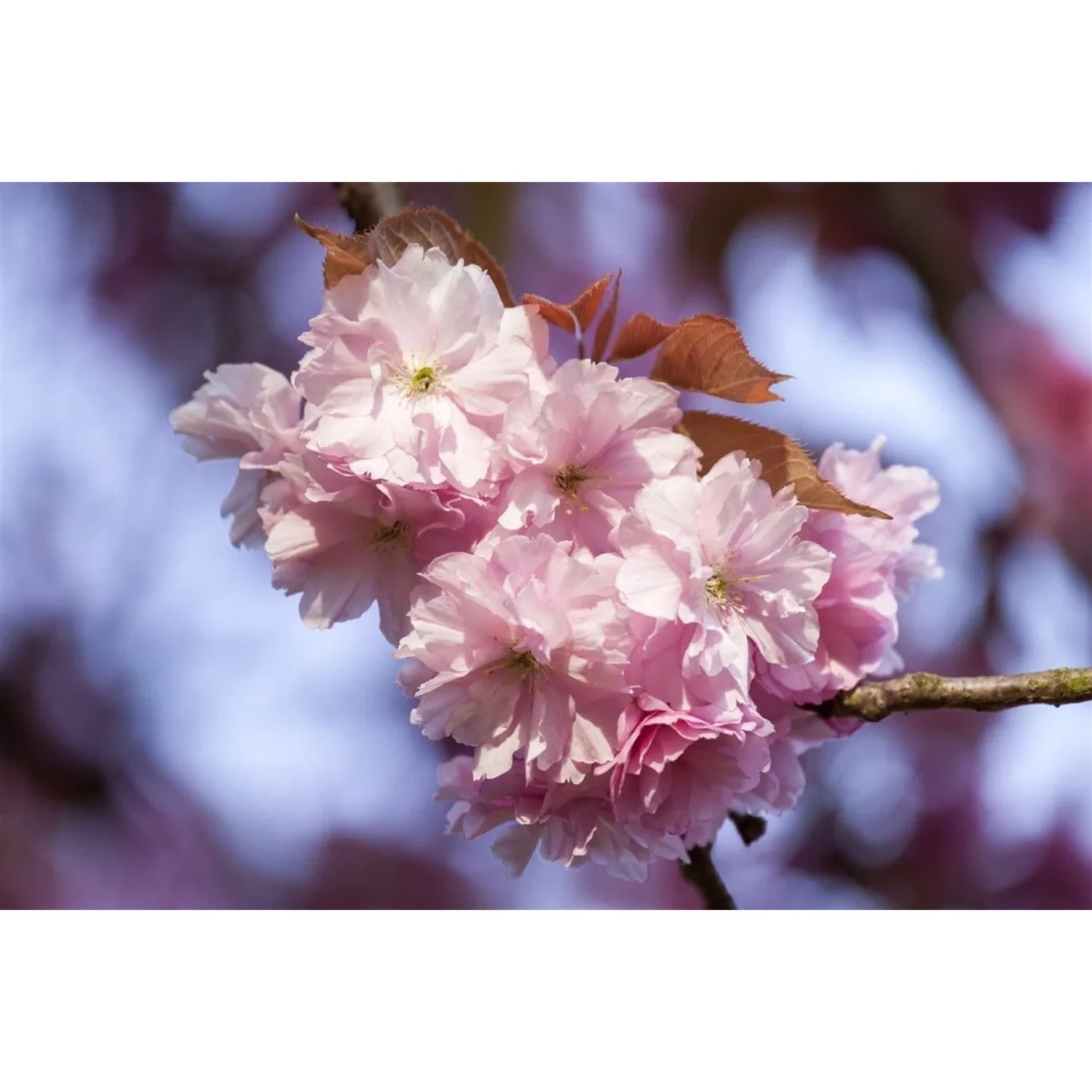 Prunus Subhirtella Accolade Zierkirsche Rosa Blüten 100 cm Stammhöhe