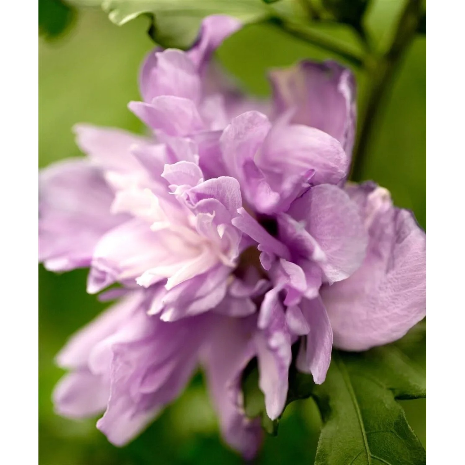 Hibiscus Syriacus Ardens Gartenhibiskus Lila Blüten 80 cm Stammhöhe