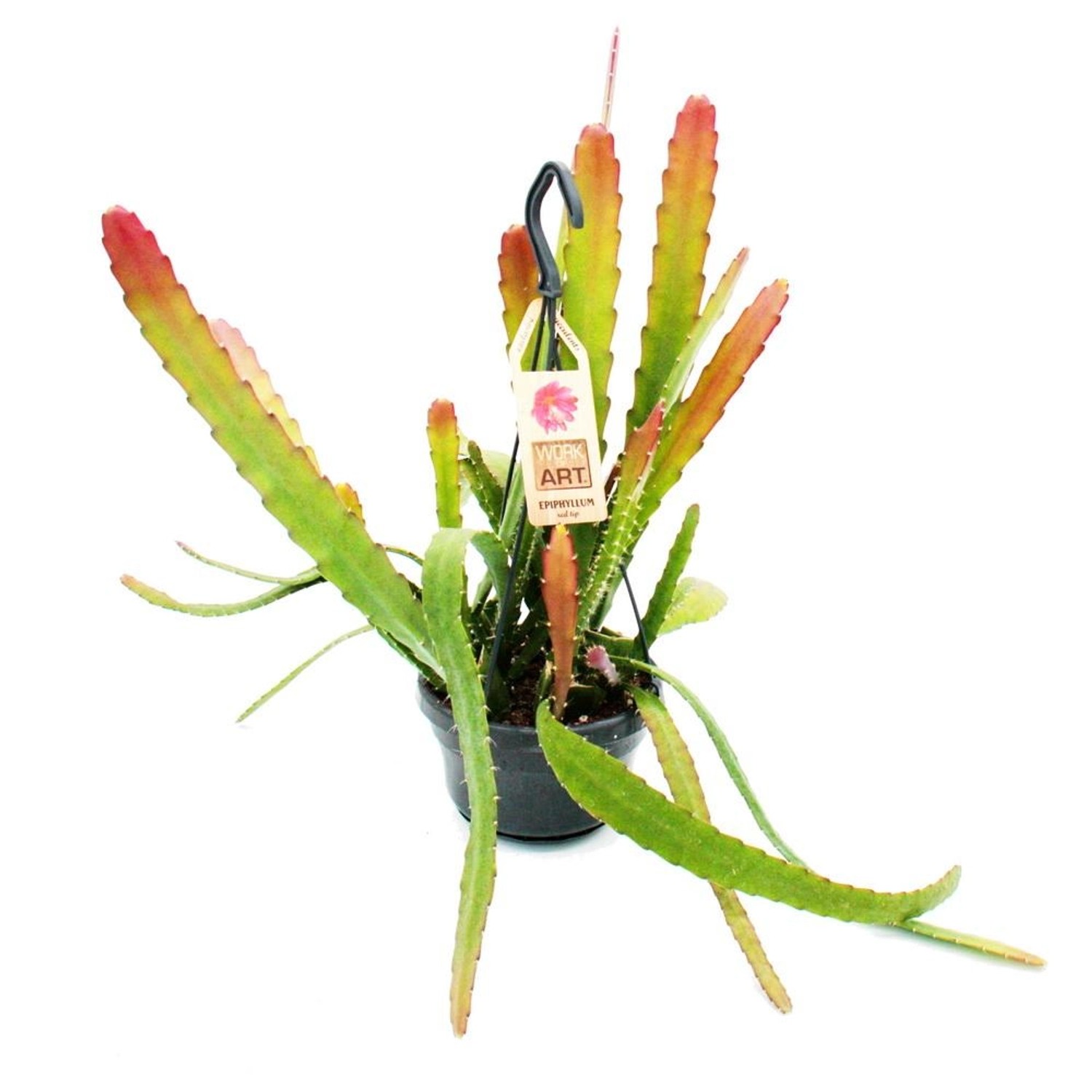 Exotenherz Epiphyllum Anguliger Red Tip Schwert-Kaktus Krokodilschwanz-Kaktus Mit Rötlicher Färbung 14cm Ampeltopf