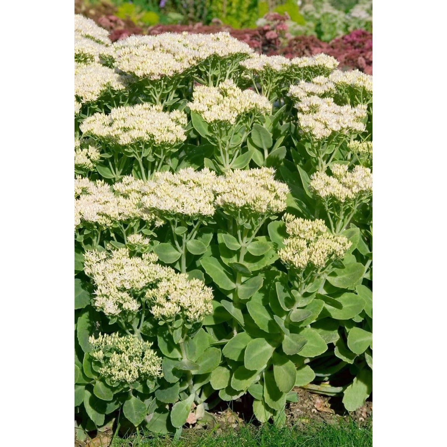 Sedum Spectabile Stardust Prächtige Fetthenne Ca. 9x9 cm Topf