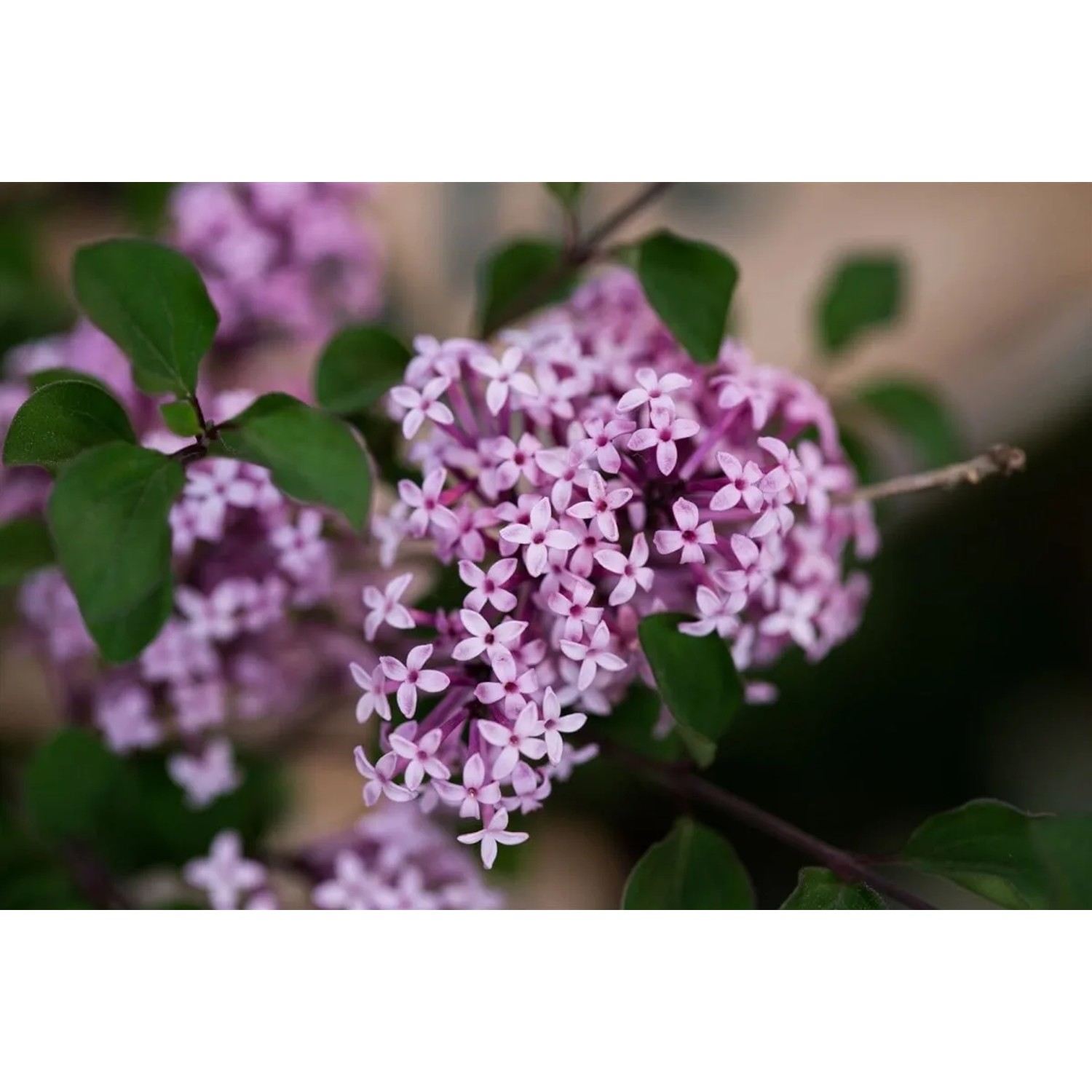 Syringa Meyeri Josee Zwergflieder Rosa Blüten 125 cm Stammhöhe
