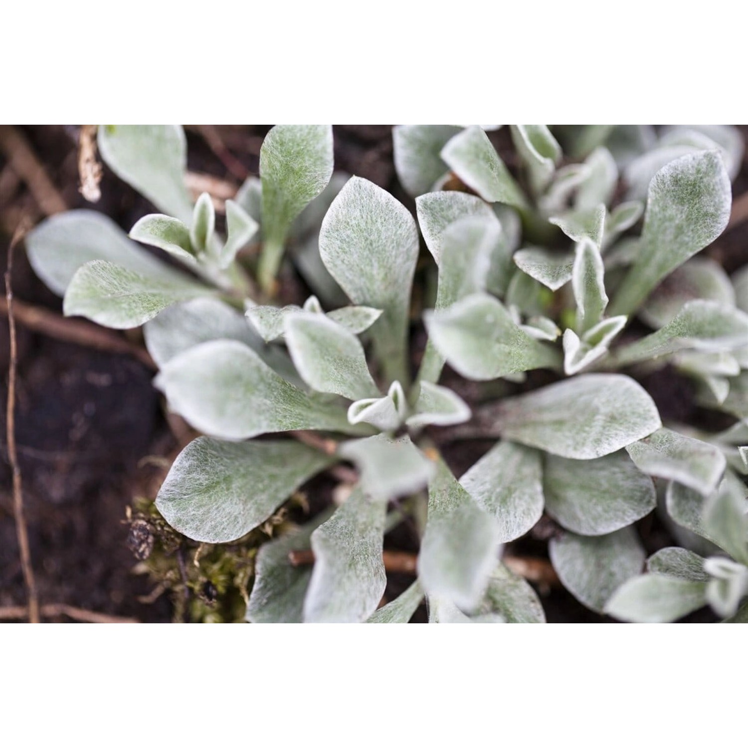 Antennaria Dioica Katzenpfötchen Rosa Blüten Ca. 9x9 cm Topf