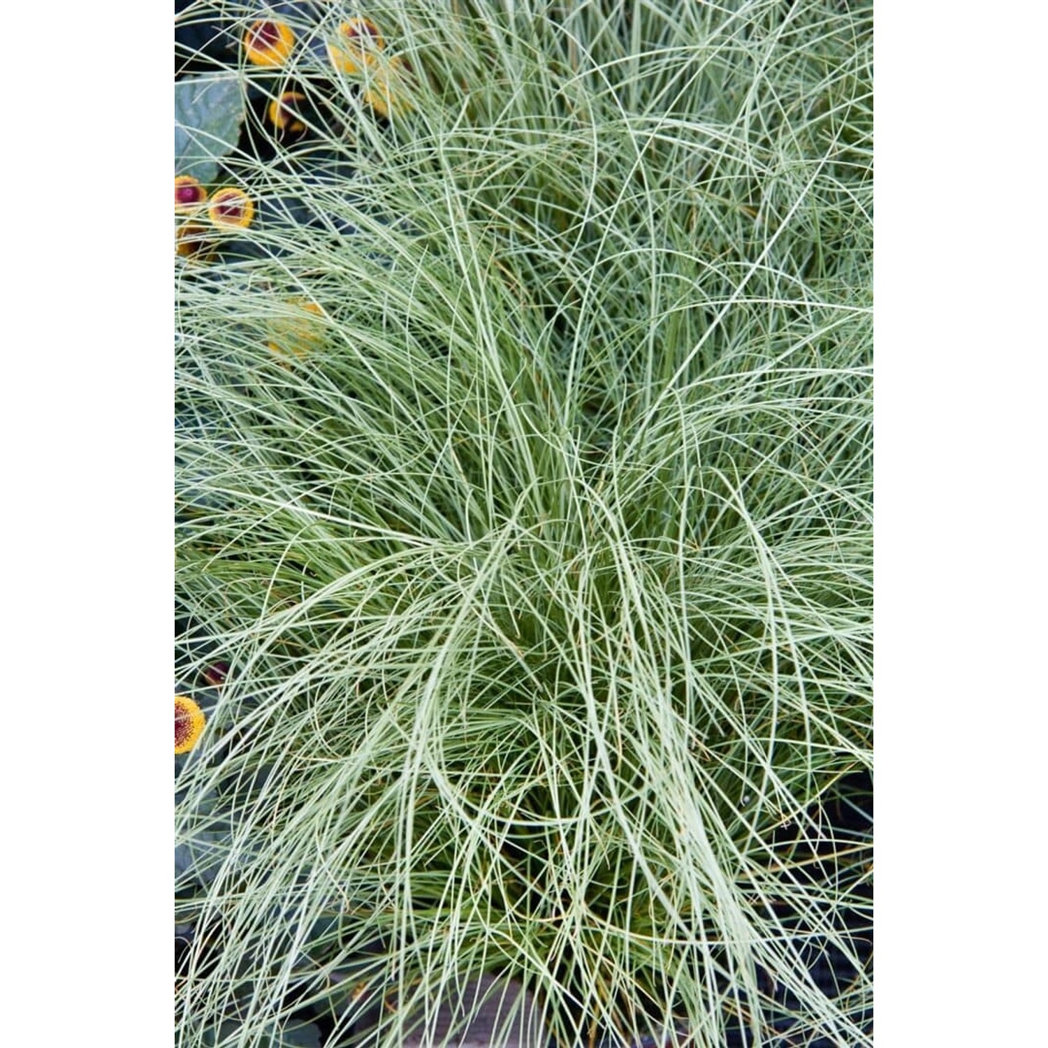 Carex Comans Amazon Mist Ziergras Ca. 9x9 cm Topf