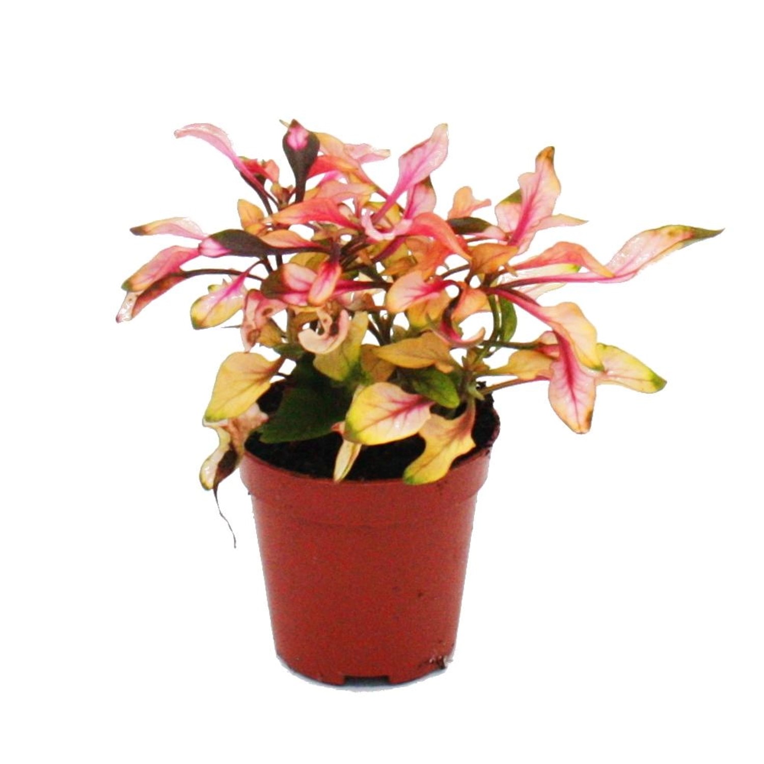 Exotenherz Mini Pflanze Alternanthera Dentata Papageienblatt Ideal für Kleine Schalen und Gläser Babyplant im 5,5cm Topf