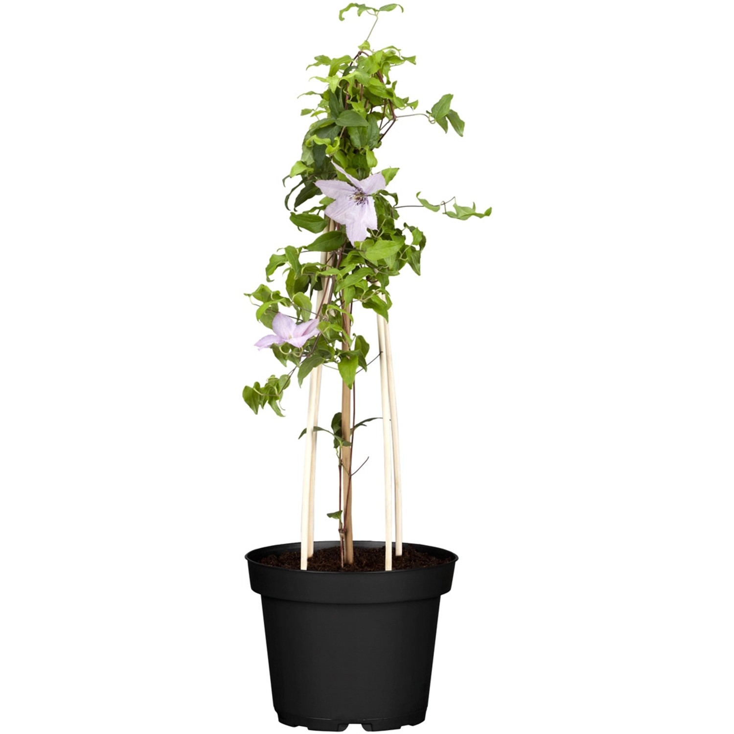 Clematis Hagley Hybrid Rosa Topf-Ø ca. 17 cm Clematis