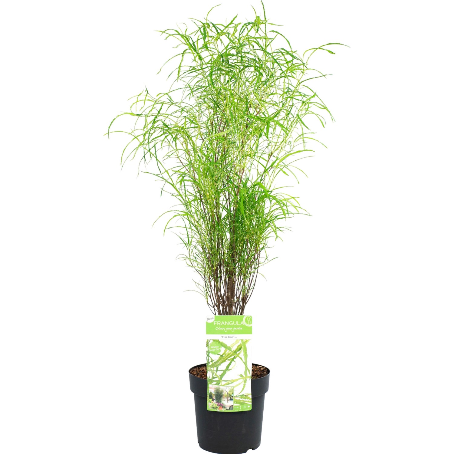 GROW by OBI Farnblättriges Pulverholz Fine Line Höhe 50-60 cm Topf 5 l Rhamnus
