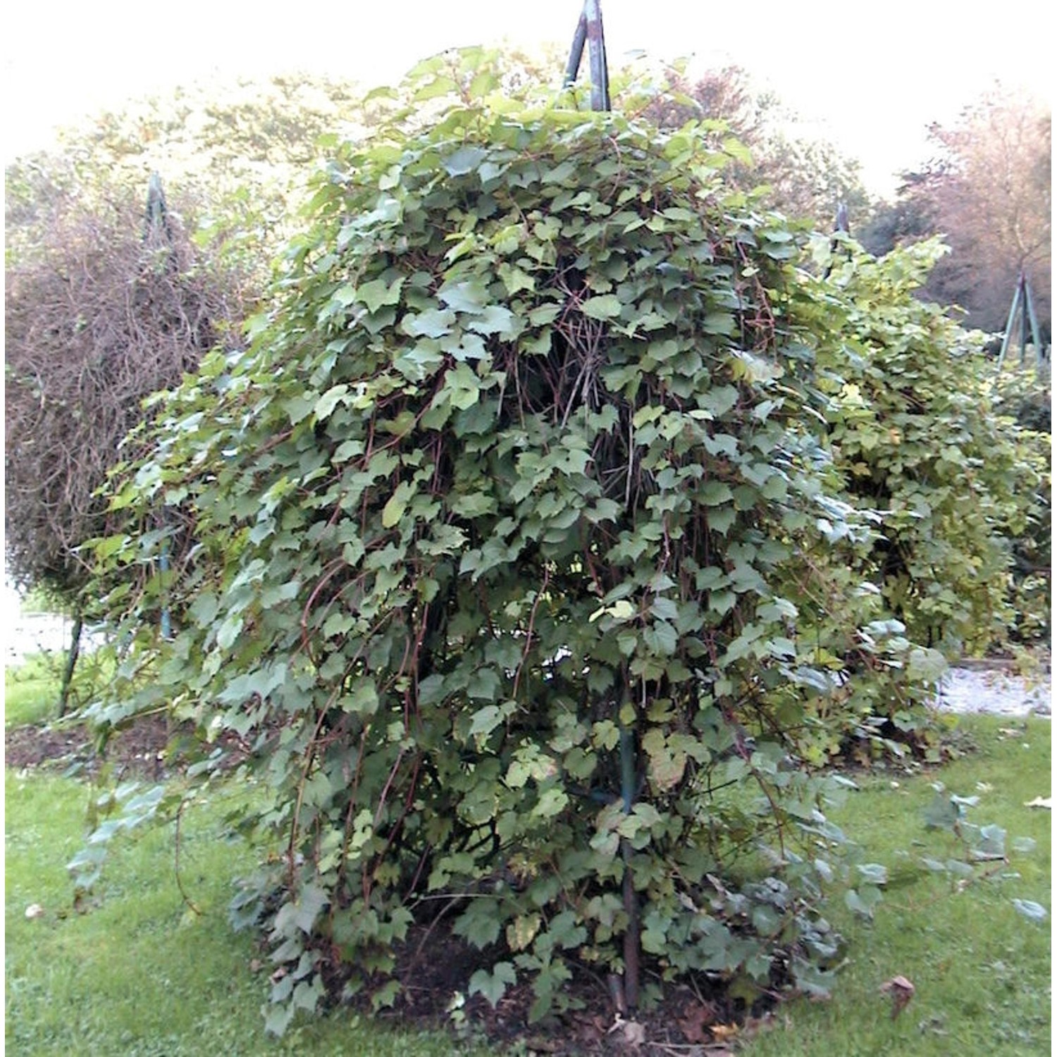 Wilder Wein 60-80cm - Parthenocissus inserta