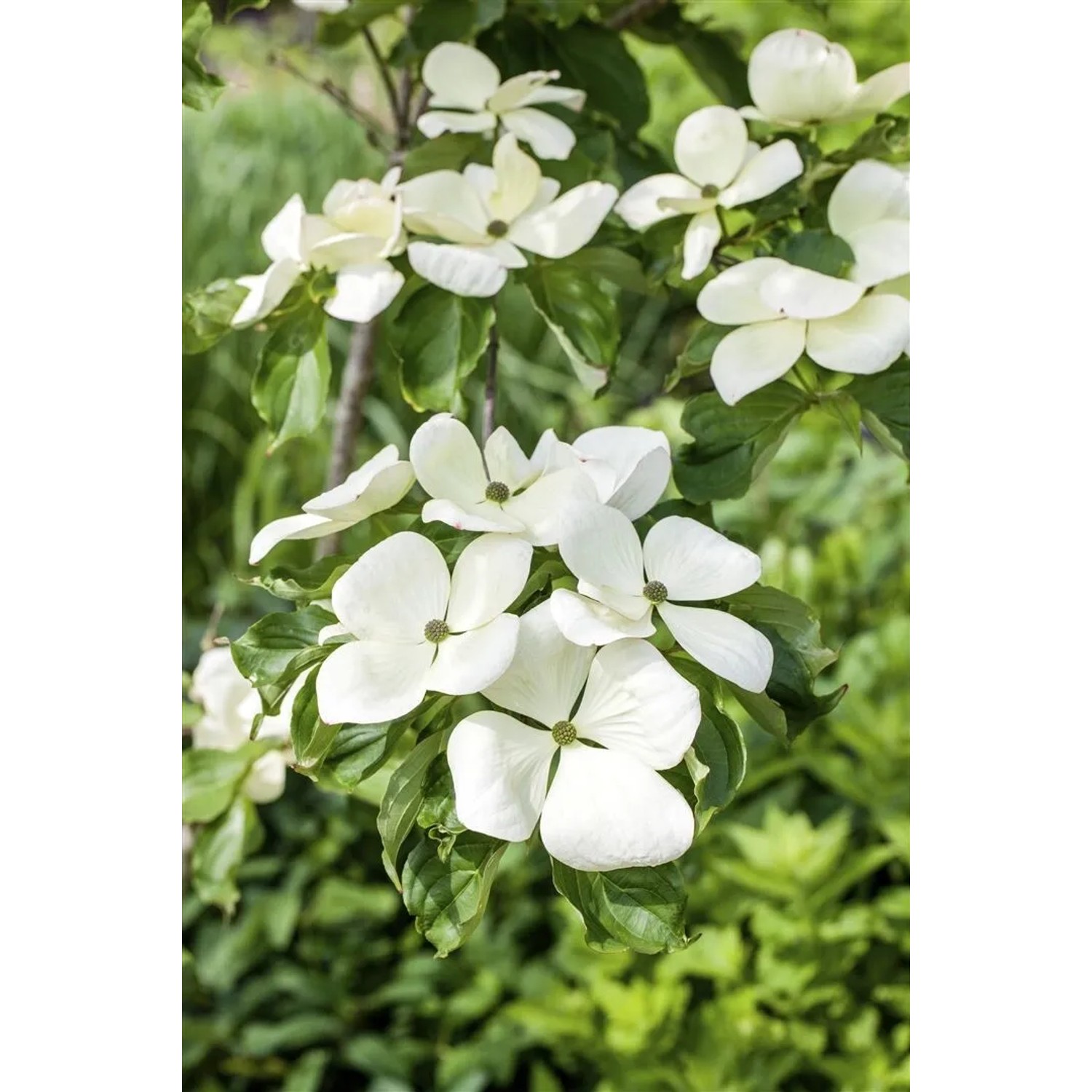 Cornus Kousa Venus Blumen-Hartriegel Weiße Blüten 100 cm Stammhöhe
