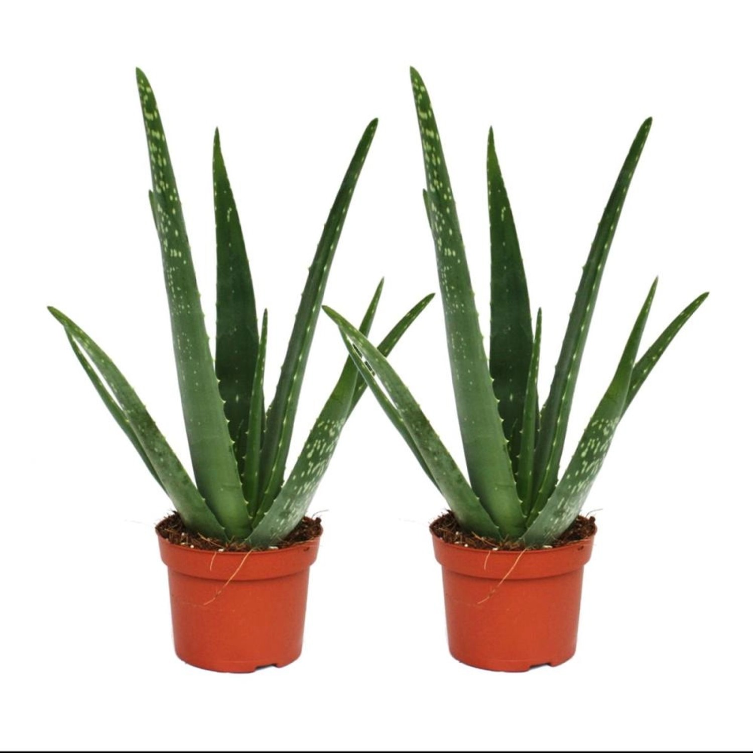 Exotenherz 2er Set Aloe Vera ca. 2 Jahre Alt 10,5cm Topf