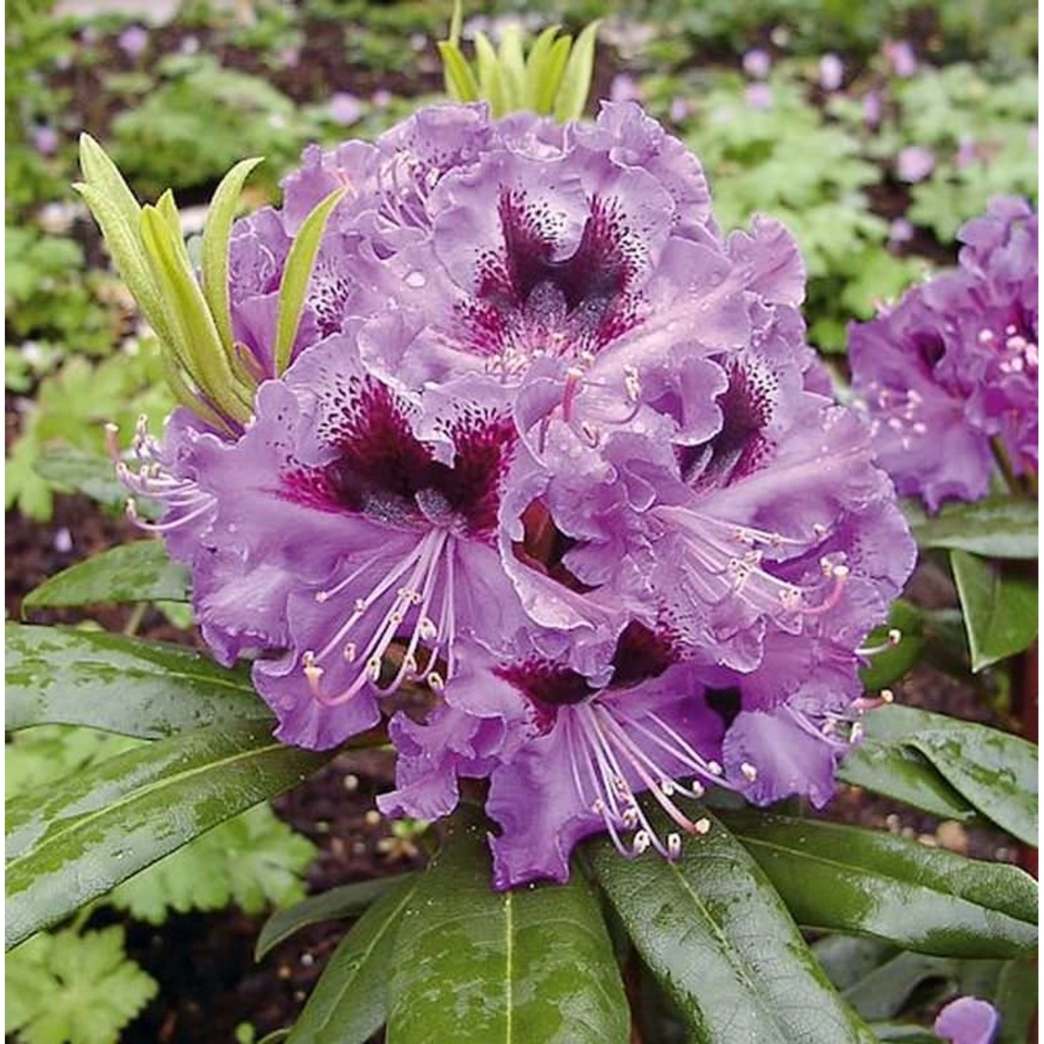 Großblumige Rhododendron Blaue Jungs 70-80cm - Alpenrose