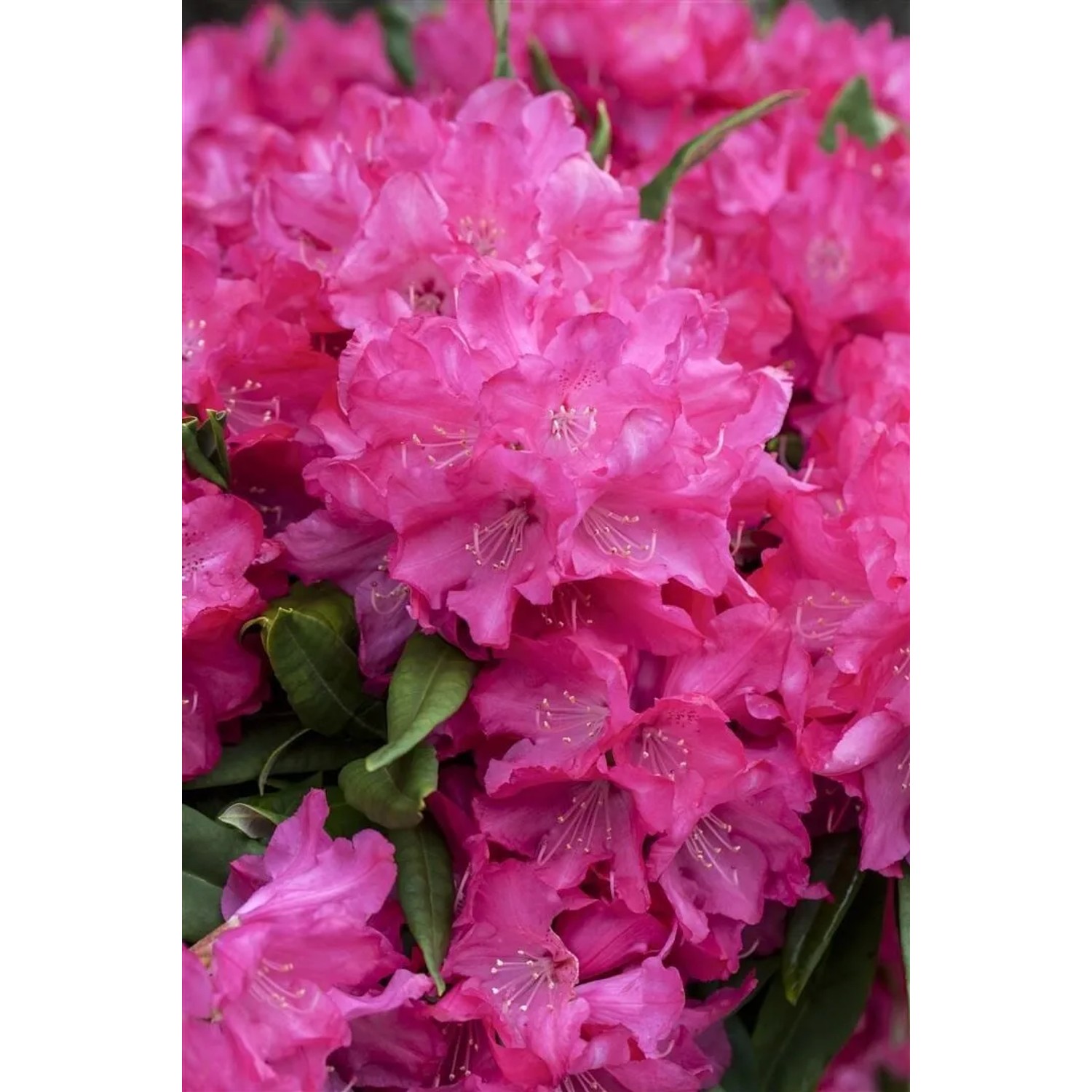 Rhododendron Makinoi Diamant Immergrün Rosa Blüten 70 cm Stammhöhe