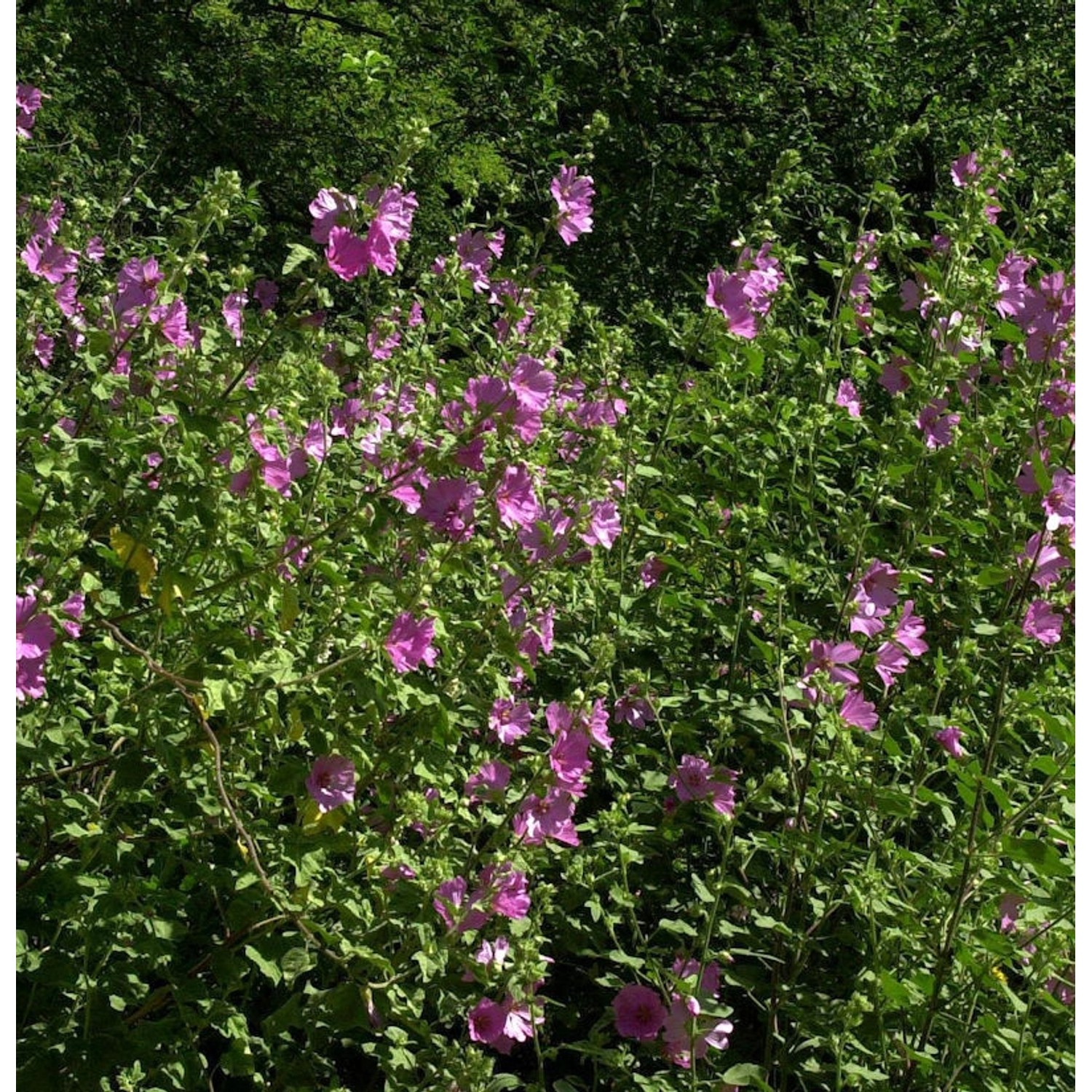 Buschmalve Red Rum - Lavatera Olbia