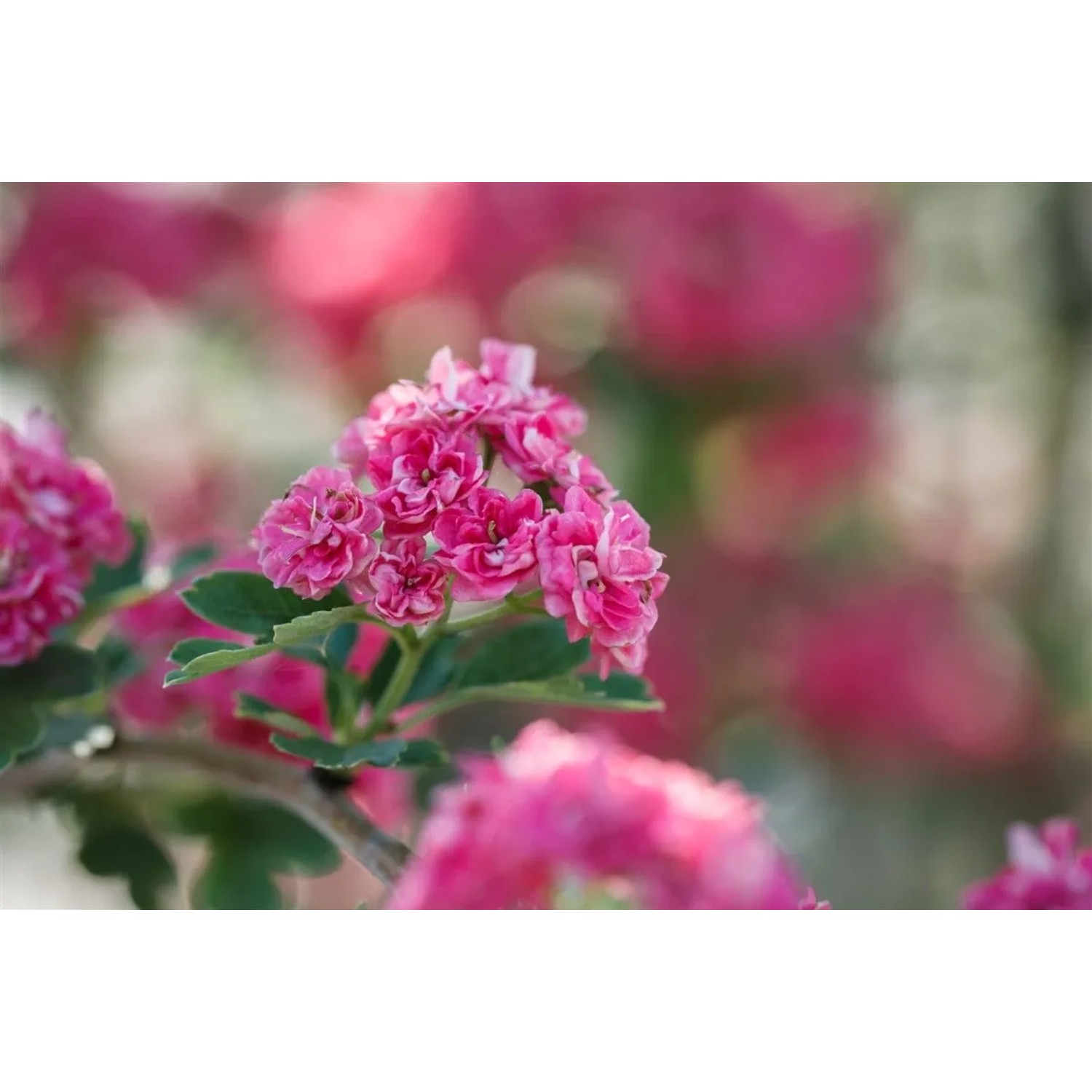 Crataegus Laevigata Pauls Scarlet Rotdorn Rosa Blüten 125 cm Stammhöhe