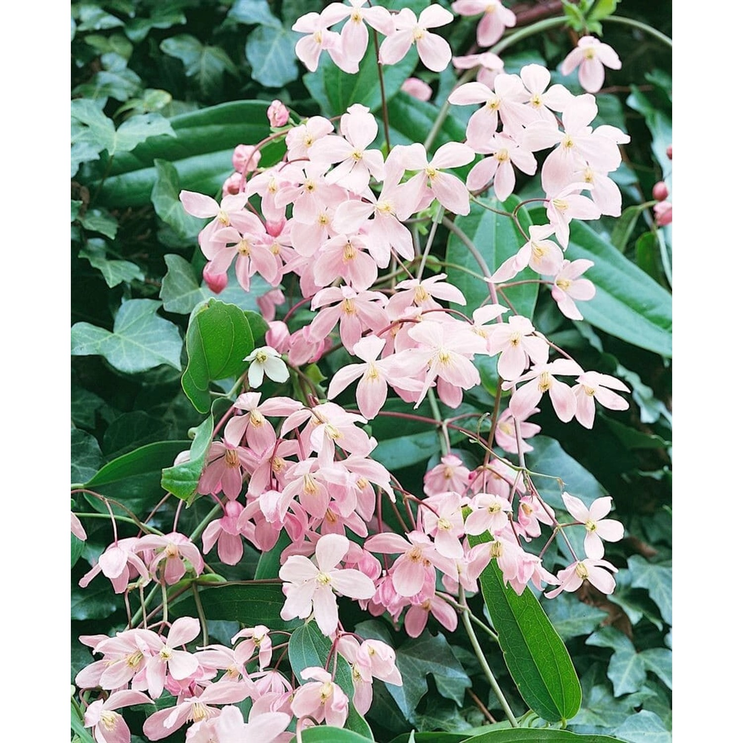 Clematis Armandii Apple Blossom Immergrün Rosa Blüten 100–150 cm