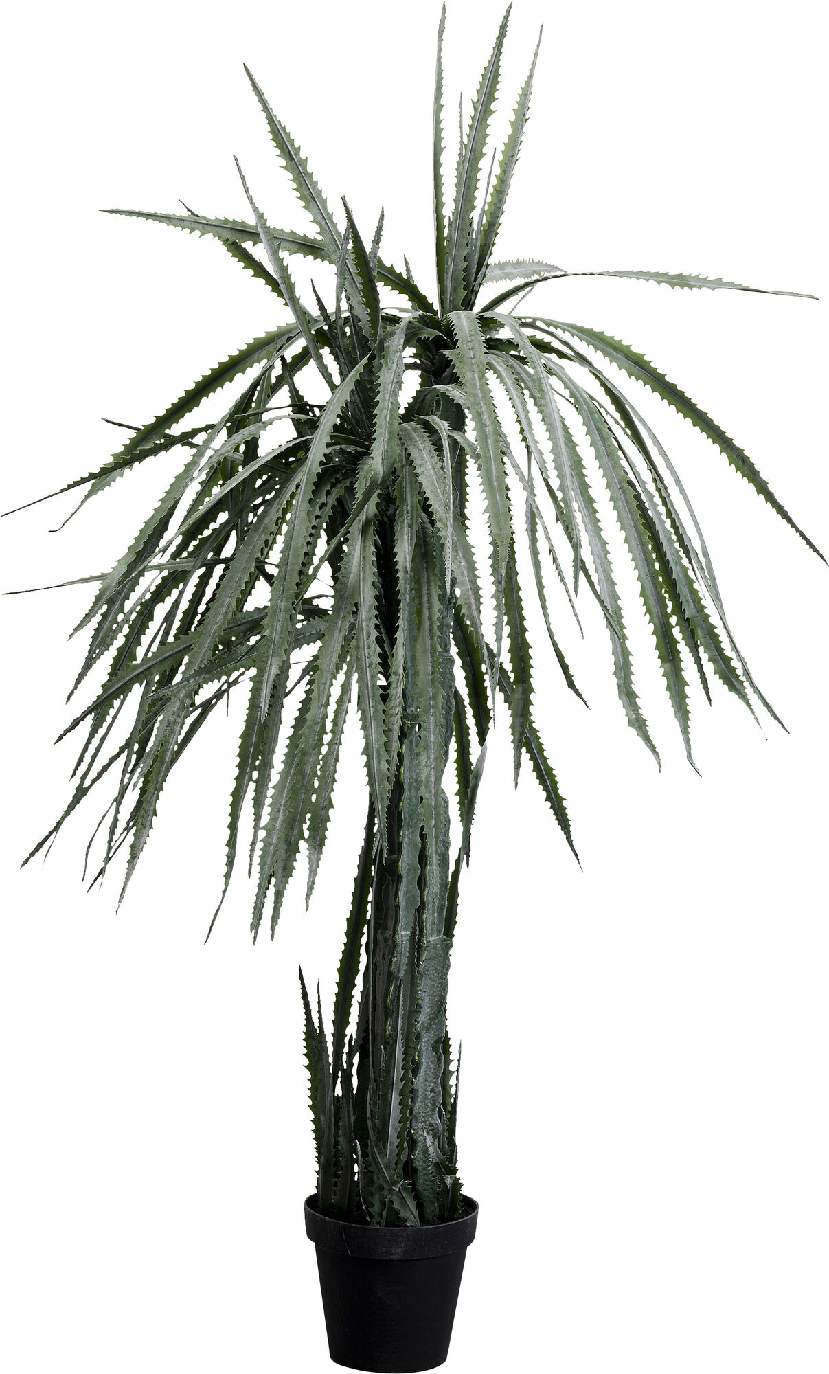 Deko Pflanze Dragon Tree 155cm