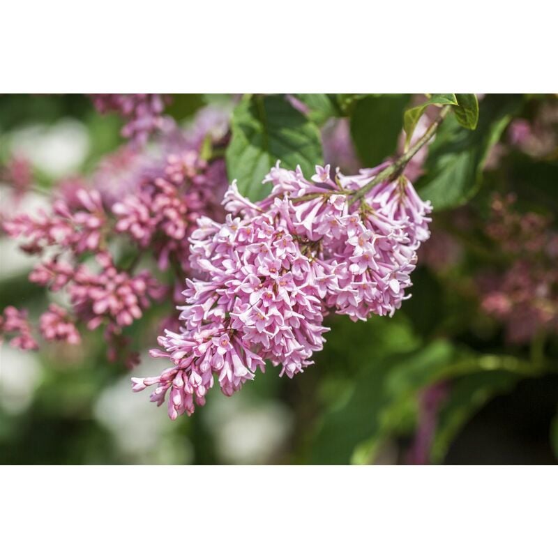 Amerikanischer Flieder 'Miss Canada' Syringa prestoniae 'Miss Canada' Sta C 5 Krone mehrj. Sth. 80-