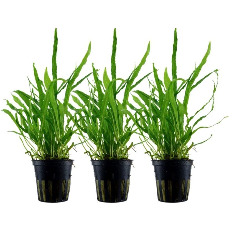 Aquarium Pflanze 3 Stück Microsorum pteropus 'Narrow' Wasserpflanze Tropica Topf Nr.008A Set