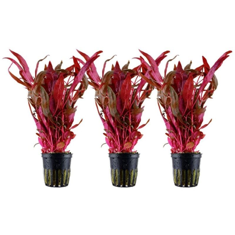 Aquaristikwelt24 - Aquarium Pflanze 3 Stück Alternanthera reineckii 'Pink' Wasserpflanze Nr.323 Set
