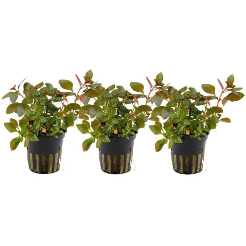 Aquaristikwelt24 - Aquarium Pflanze 3 Stück Ludwigia repens 'Rubin' Wasserpflanze Tropica Nr.033D Set