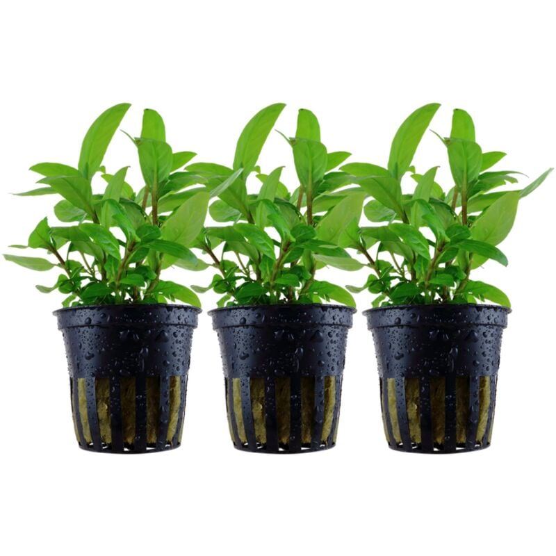 Aquaristikwelt24 - Aquarium Pflanze 3 Stück Staurogyne repens Wasserpflanze Tropica Nr.049G Set