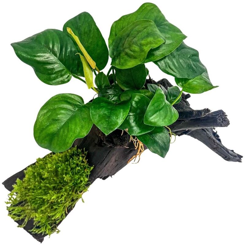 Aquaristikwelt24 - Aquarium Pflanze Anubias barteri und Moos auf Mangrovenwurzel AquaOne