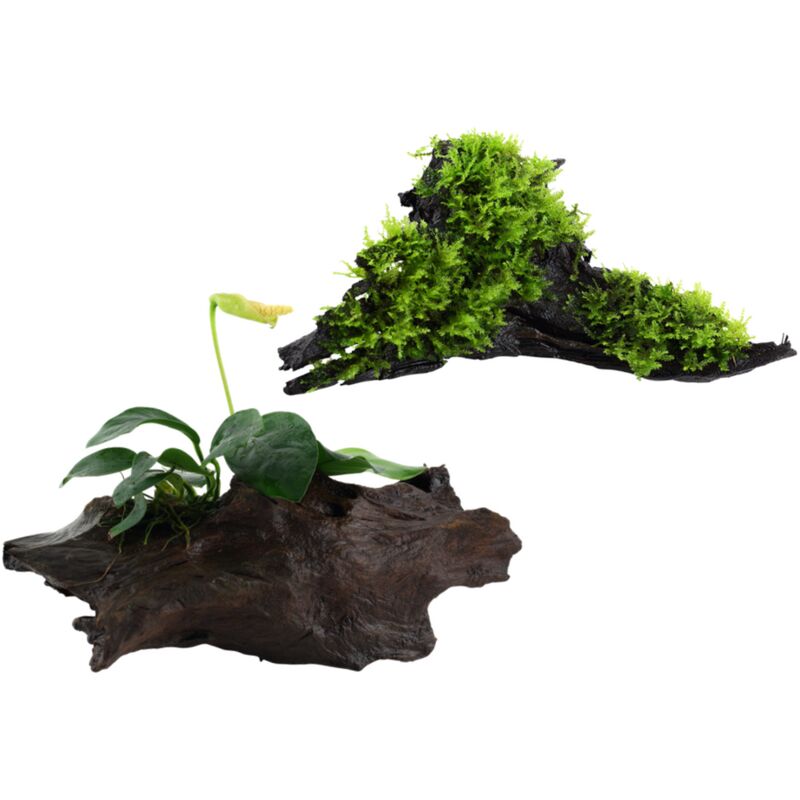 Aquaristikwelt24 - Aquarium Pflanze auf Wurzel Tropica Nr.101 yws 003A yws Set Mix