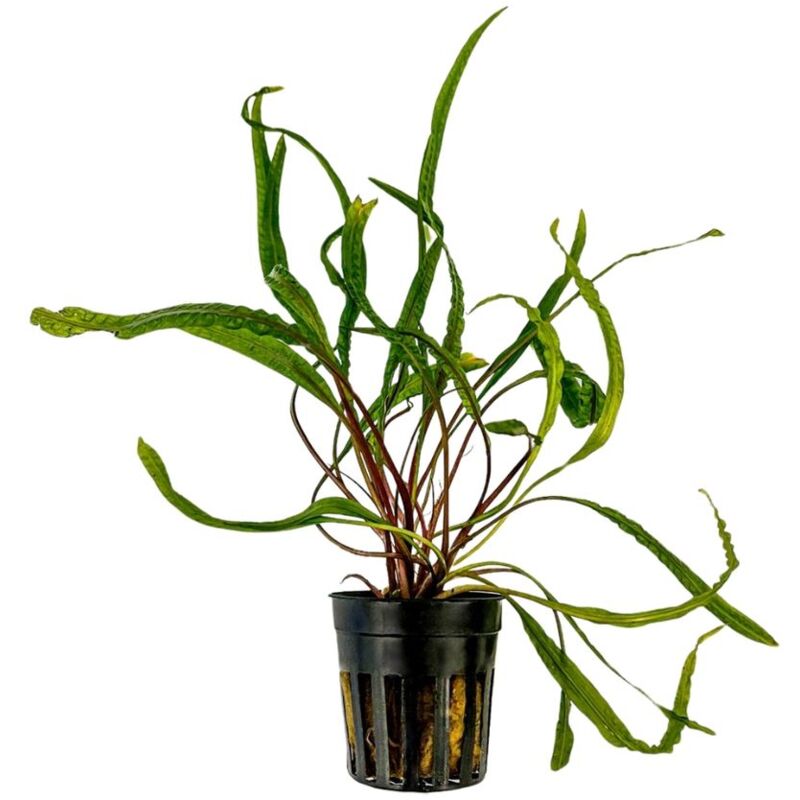 Aquarium Pflanze Cryptocoryne balansae Topf Nr.309B