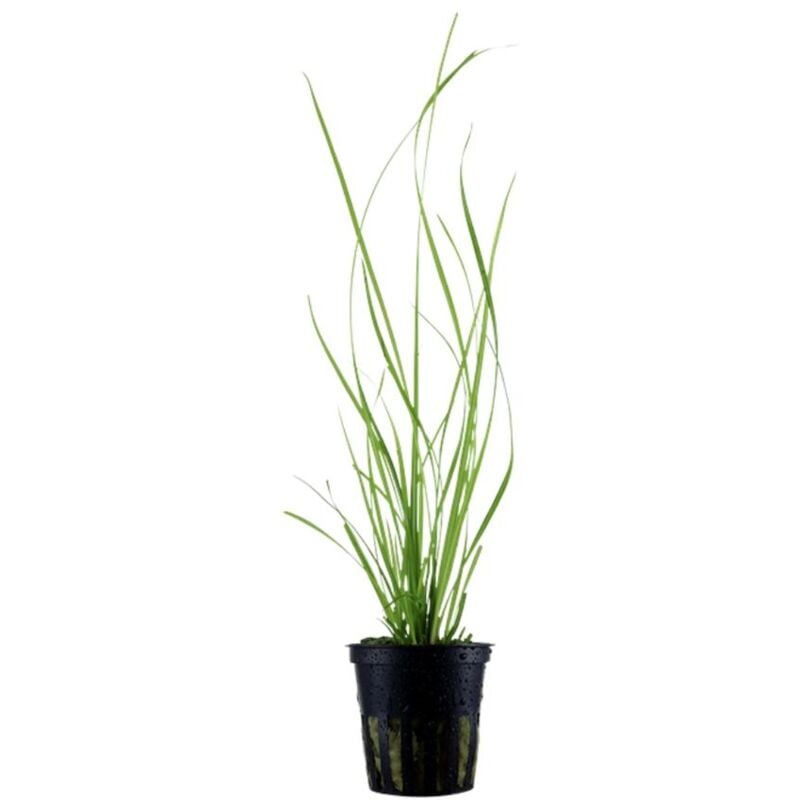 Aquarium Pflanze Cyperus helferi Nr.333A