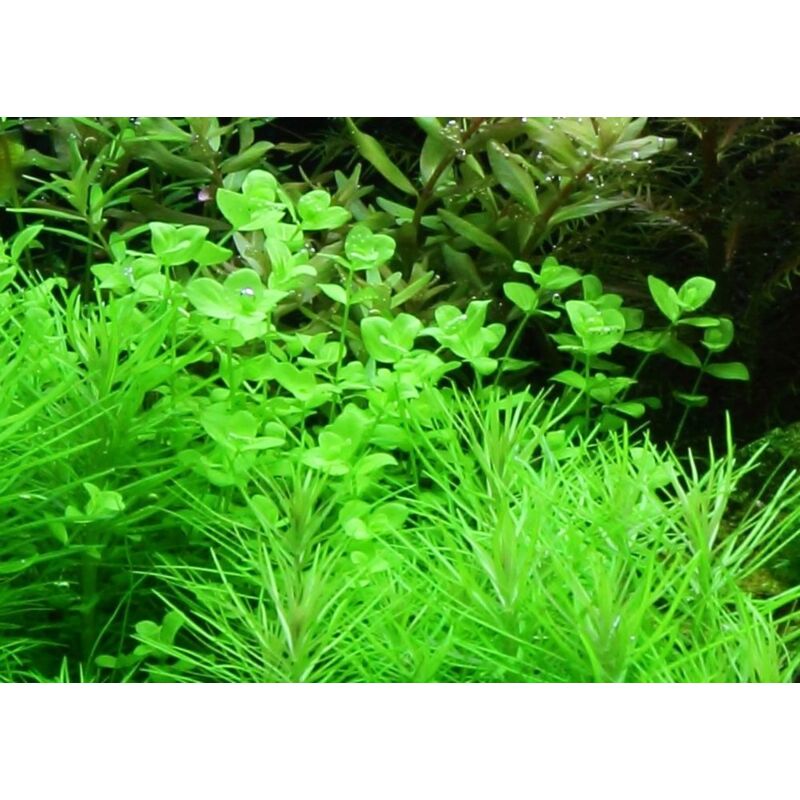 Aquarium Pflanze Micranthemum umbrosum Nr.348