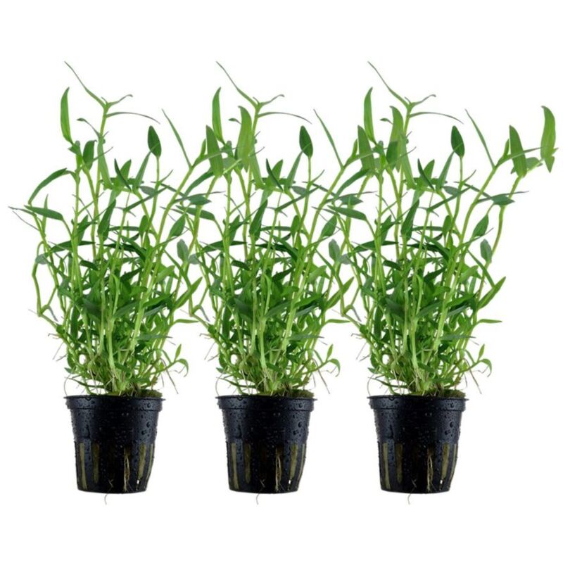 Aquaristikwelt24 - Aquarium Pflanze 3 Stück Murdannia keisak Bambus Wasserpflanze Tropica Nr.135 Set