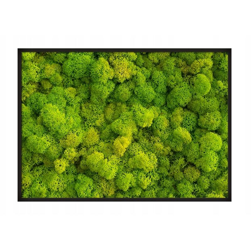 Bildplakat im Rahmen 53x73 cm Islandmoos P676