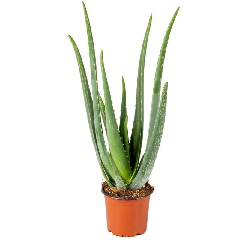 Bloomique - Aloe Vera Pflanze - Zimmerpflanzen - Sukkulenten - Sehr Pflegeleicht - Höhe 35-45 cm - Topf 12 cm