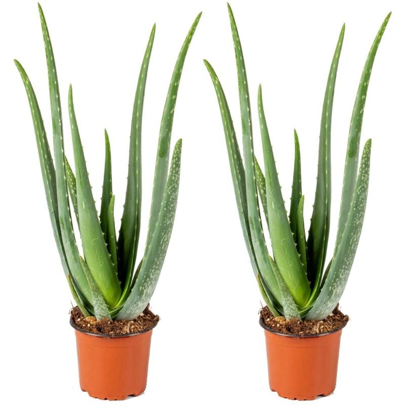 2er Set - Aloe Vera Pflanze - Zimmerpflanzen - Sukkulenten - Sehr Pflegeleicht - Höhe 35-45 cm - Topf 12 cm - Bloomique