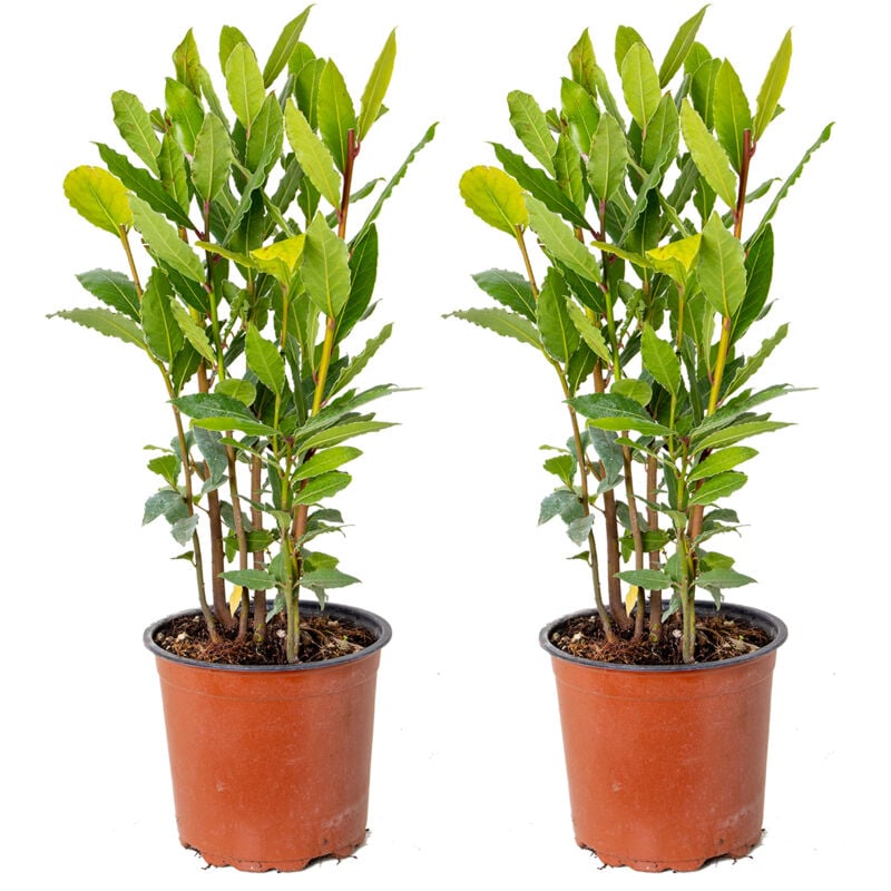 Bloomique - 2er Set - Laurus Nobilis - Lorbeer Pflanze - Gartenpflanzen Winterhart - Gartenkräuter Pflanzen - Höhe 30-40 cm - Topf 15 cm