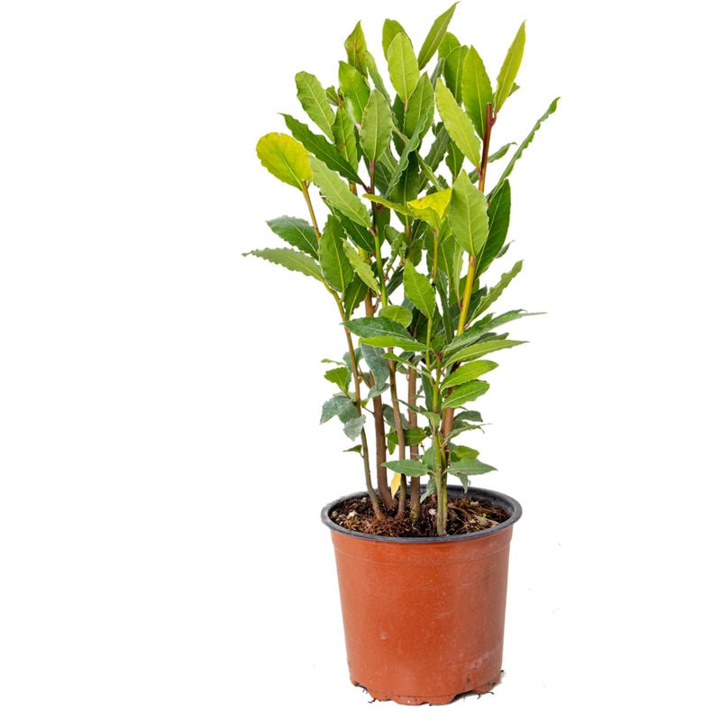 Bloomique - Laurus Nobilis - Lorbeer Pflanze - Gartenpflanzen Winterhart - Gartenkräuter Pflanzen - Höhe 30-40 cm - Topf 15 cm