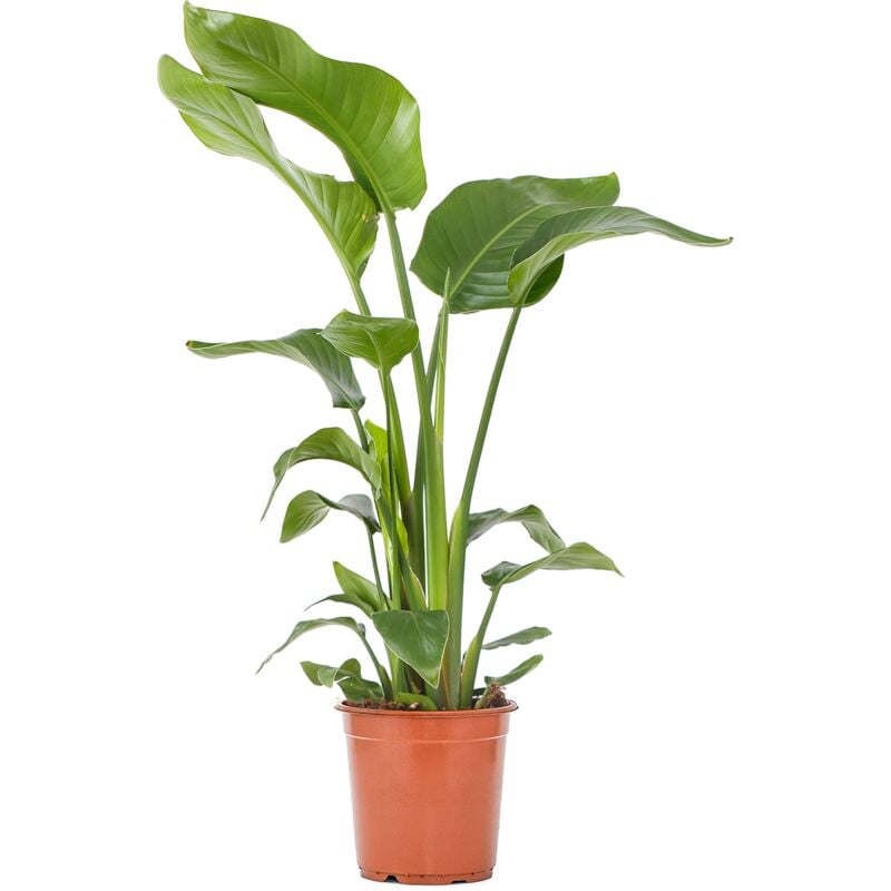 Strelitzia Nicolai - Strelitzie Pflanze - Paradiesvogel Pflanze - Paradiesvogelblume - Zimmerpflanzen Groß - Grünpflanzen Luftreinigend - Höhe 70-80