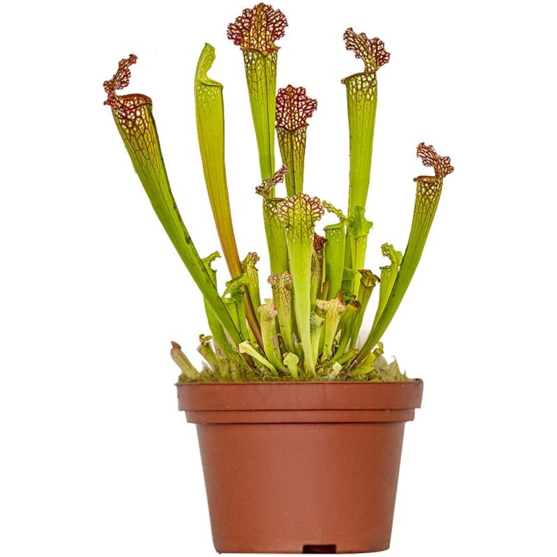 Bloomique - Sarracenia Juthatip Soper - Schlauchpflanze - Fleischfressende Pflanze - Höhe 15-25 cm - Topf 12 cm
