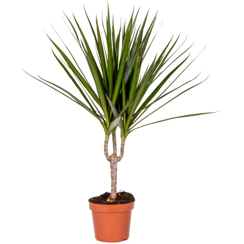 Bloomique - Dracaena Marginata - Drachenbaum - Zimmerpflanzen - Pflegeleicht - Luftreinigend - Höhe 30-40 cm - Topf 12 cm