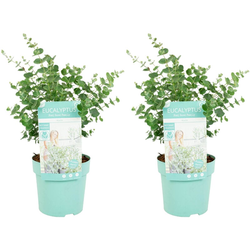 2er Set - Eukalyptus Gunii Azura - Eukalyptus Pflanze - Winterharte Balkonpflanzen - Gartenpflanzen Winterhart - Höhe 25-45 cm - Topf 15 cm