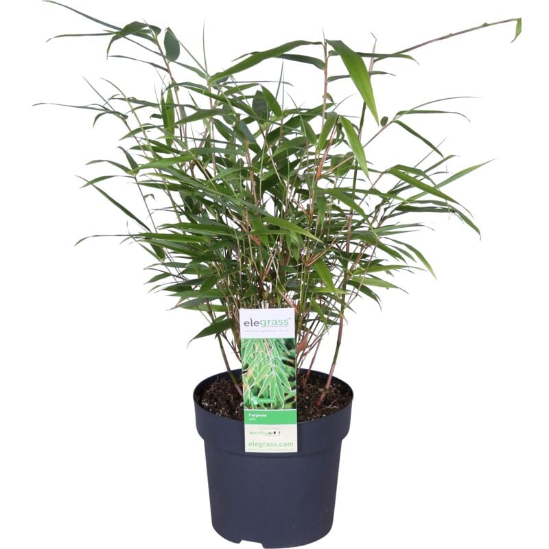 Bloomique - Fargesia Rufa - Bambus Pflanze - Gartenpflanze - Balkonpflanzen - Winterhart - Nicht Invasiv - Höhe 30-40 cm - Topf 13 cm