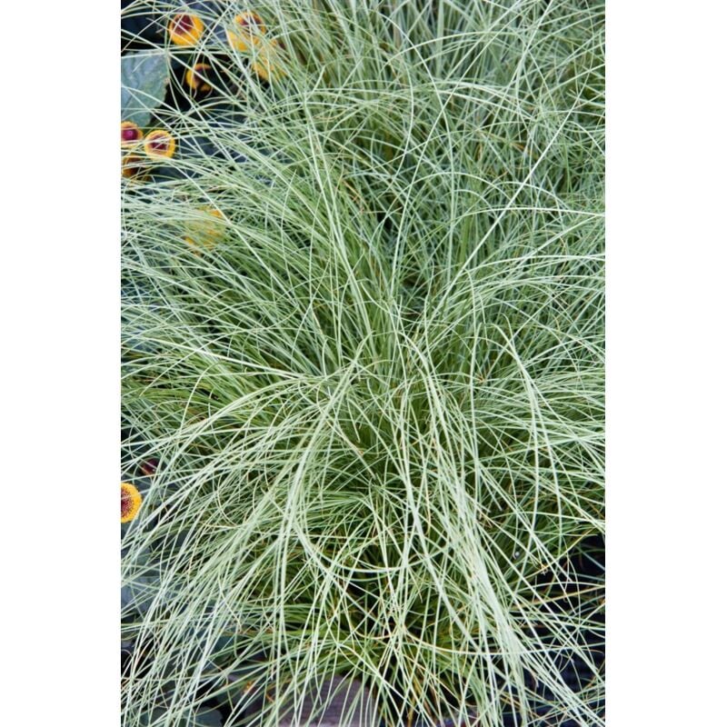 Carex comans 'Amazon Mist' p 0,5
