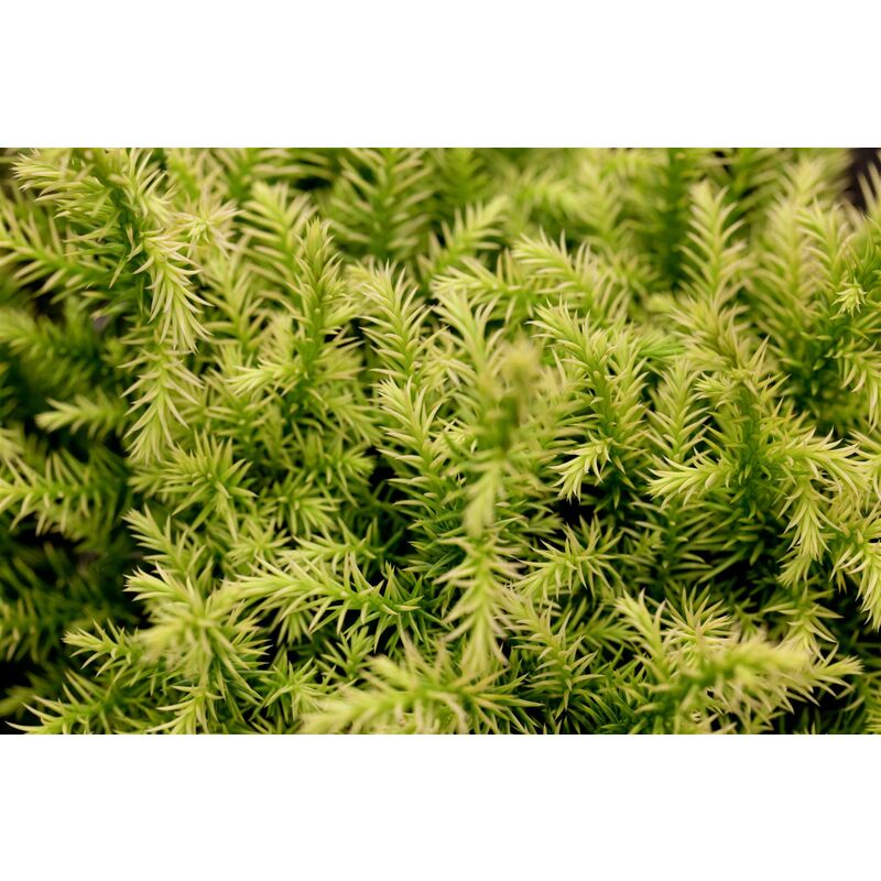 Pflanzen-für-dich.de - Japanische Sicheltanne 'Vilmorin Gold' Cryptomeria japonica 'Vilmorin Gold' p 1,5 15- 20