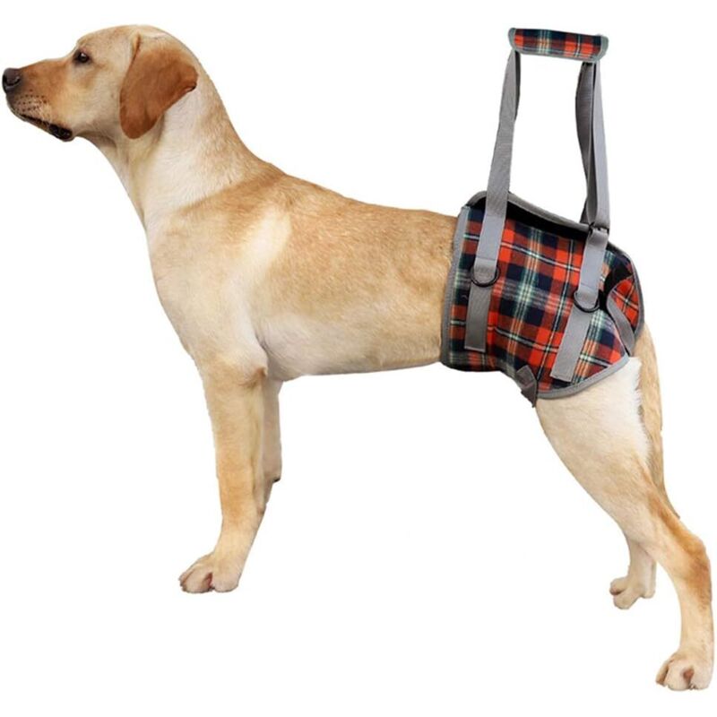 Stützleine für Hunde, Hinterbeine von Haustieren, verstellbarer Lift, Genesungsgurt für Hunde, Rehabilitation, Gehhilfe für Hunde (XL)